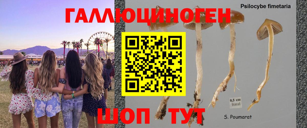 Псилоцибиновые грибы Cubensis Моздок